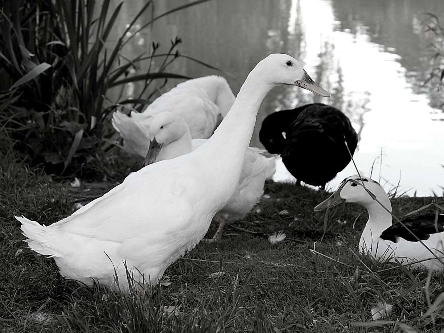 2021_01_vogelgrippe-2