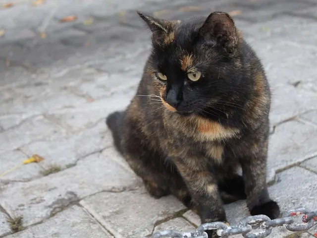 Wie tierfreundlich sind Internetportale?