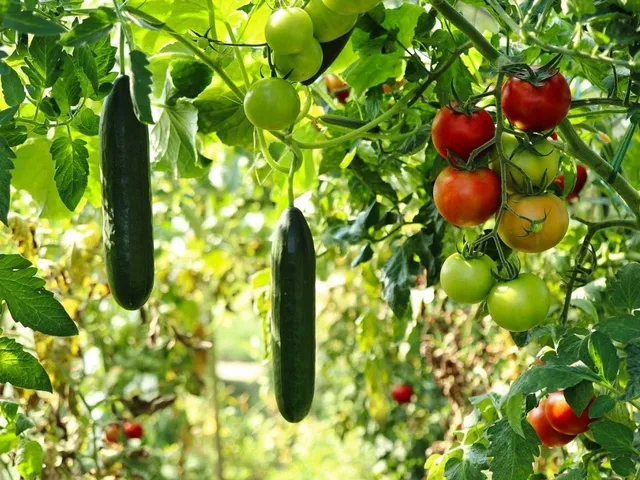 Reife Gurken und Tomaten hängen an Sträuchern.