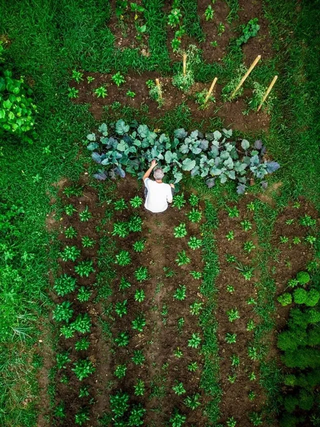 Eine Parzelle des Slowgarden Berlin aus der Vogelperspektive. Mehrere Reihen mit Gemüse auf einem Acker sind zu sehen. Eine männlich gelesene Person untersucht ein paar Pflanzen.