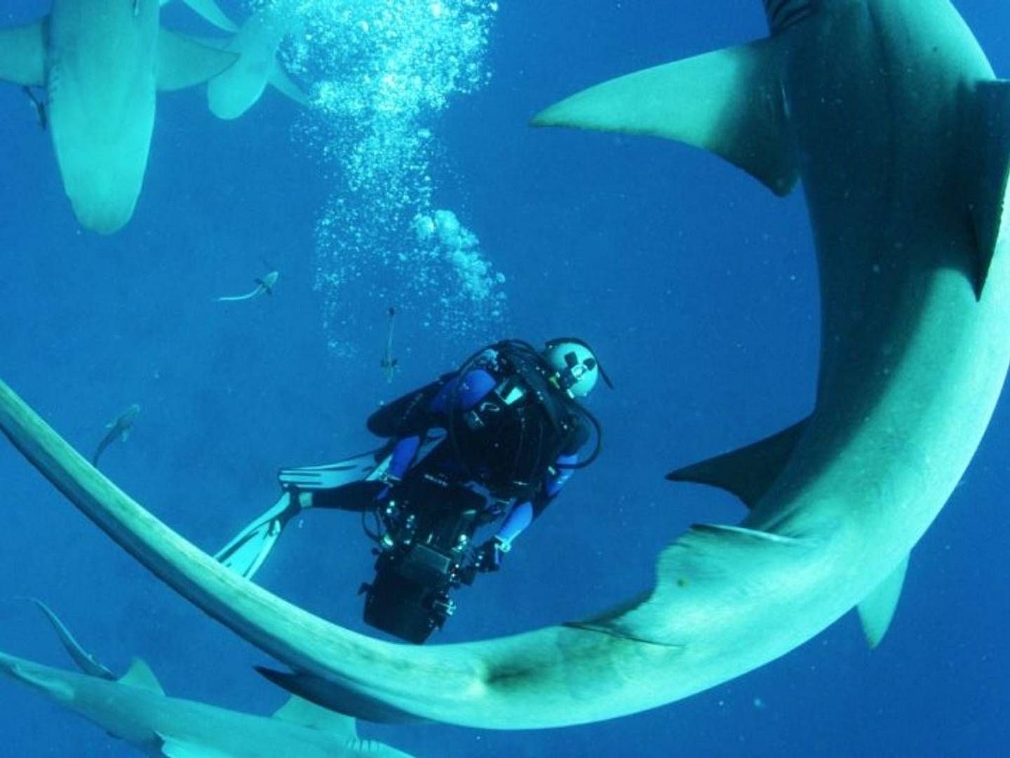 2022-03-14---sharkwater-rob-steward-jpg-imagine-0868a8_197da7_1024_768