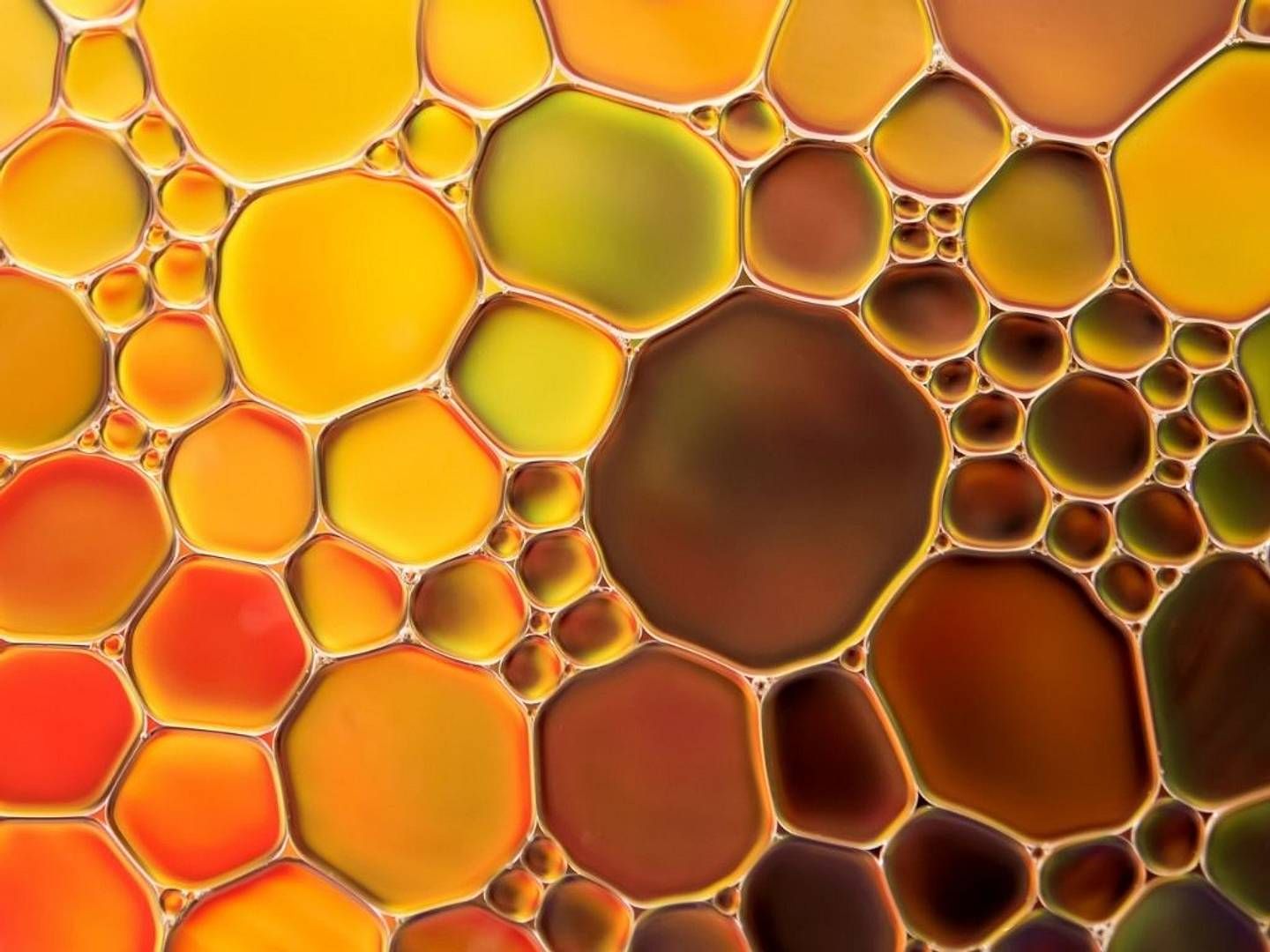 2022-04-05---palmoel-alternative-mikroalgenoel-jpg-imagine-f8b808_b87120_1024_768