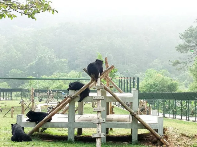 Bären in der Schutzzone: Drei Bären klettern auf einem Gerüst aus Bambus. Im Hintergrund ist der Regenwald zu sehen. Bild: Animals Asia