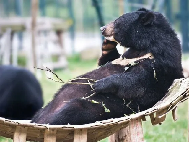 Das Ende der Bärengalle-Farmen in Vietnam