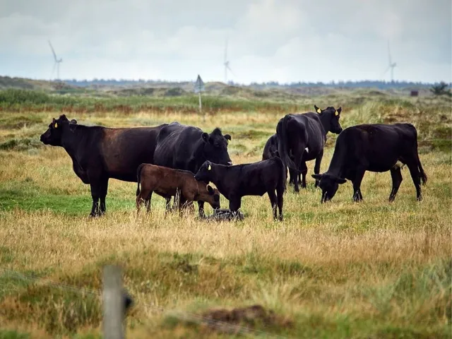 Das Klima durch pflanzliche Ernährung schützen