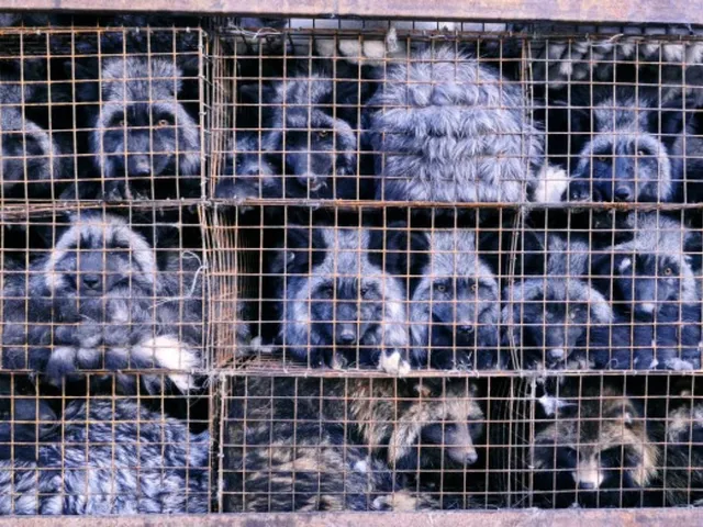 Silberfüchse sitzen in aufeinander gestapelten Drahtkäfigen eng an einander.