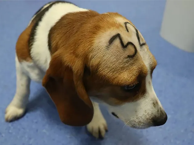 Tierversuche in Europa  