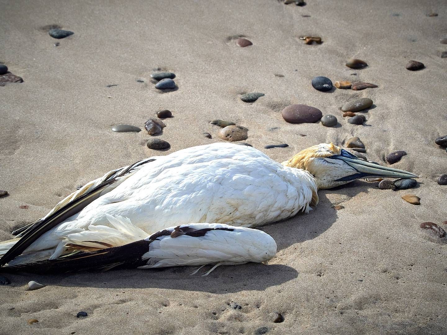 2022-10-10---basstoelpel-jpg-imagine-a8a898_95918b_2048_1536