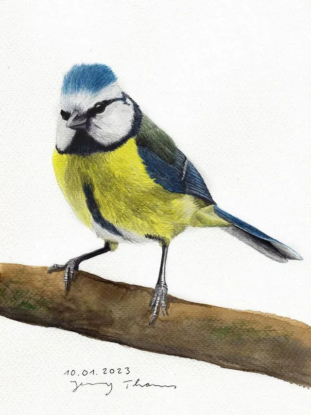 Blaumeise. Bild: Jenny Thams. Bildbeschreibung: Eine Blaumeise sitzt auf einem Zweig.