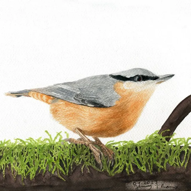 Kleiber. Bild: Jenny Thams. Bildbeschreibung: Ein Kleiber sitzt auf einem moosigen Untergrund.