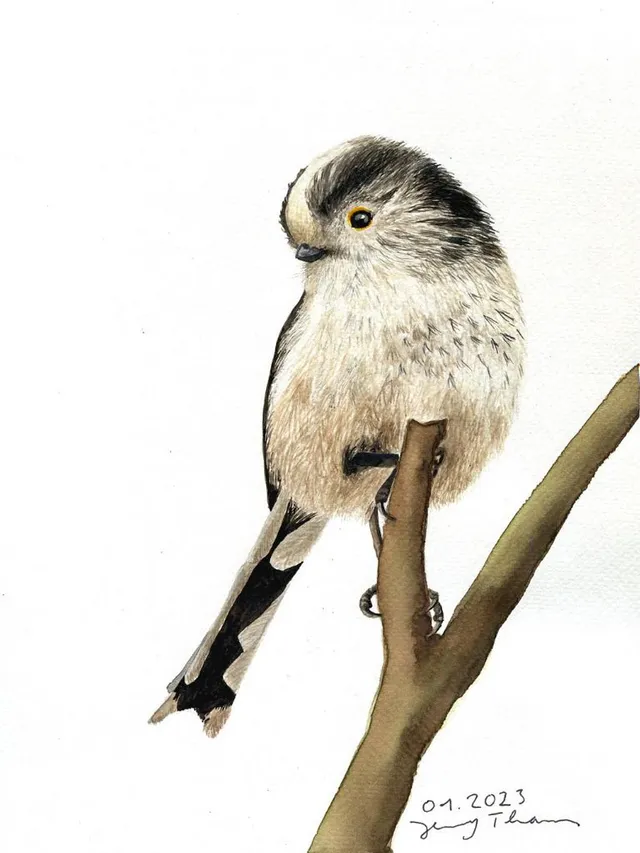 Schwanzmeise. Bild: Jenny Thams. Bildbeschreibung: Eine Schanzmeise sitzt auf einem Zweig.