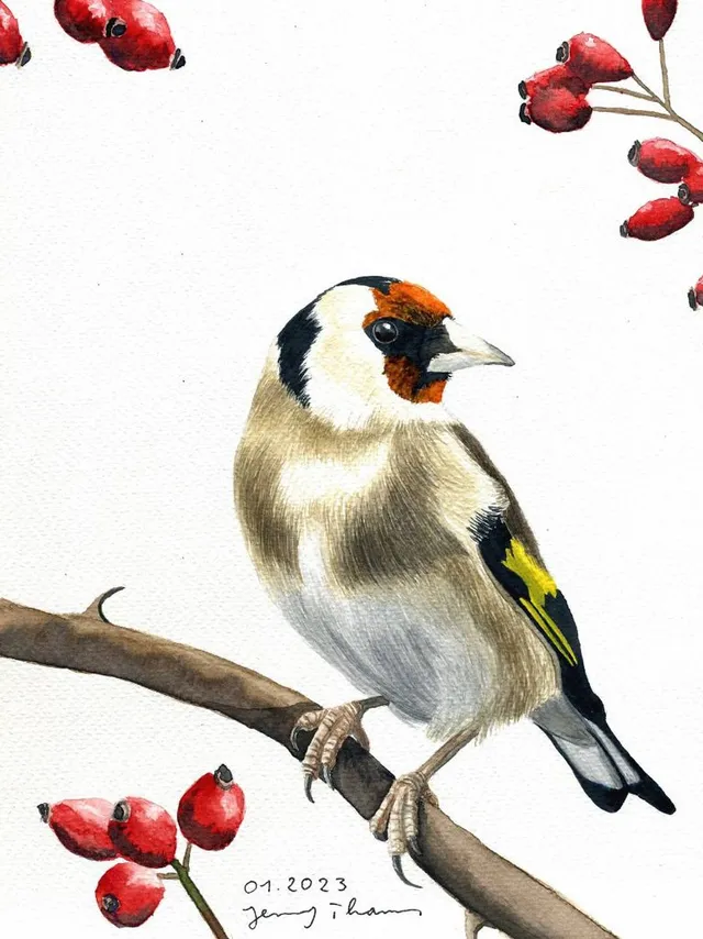 Stieglitz. Bild: Jenny Thams. Bildbeschreibung: Ein Stieglitz sitzt auf einem Ast zwischen Hagebutten.