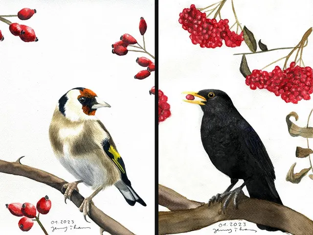 Vogelzeichnerin Jenny Thams