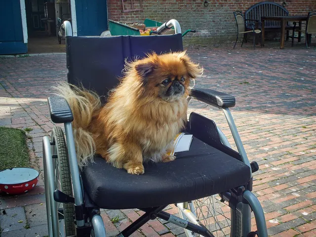 Hofleiter Sir Archie