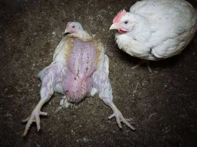 Masthuhn mit deformierten Beinen und dünnem Gefieder.