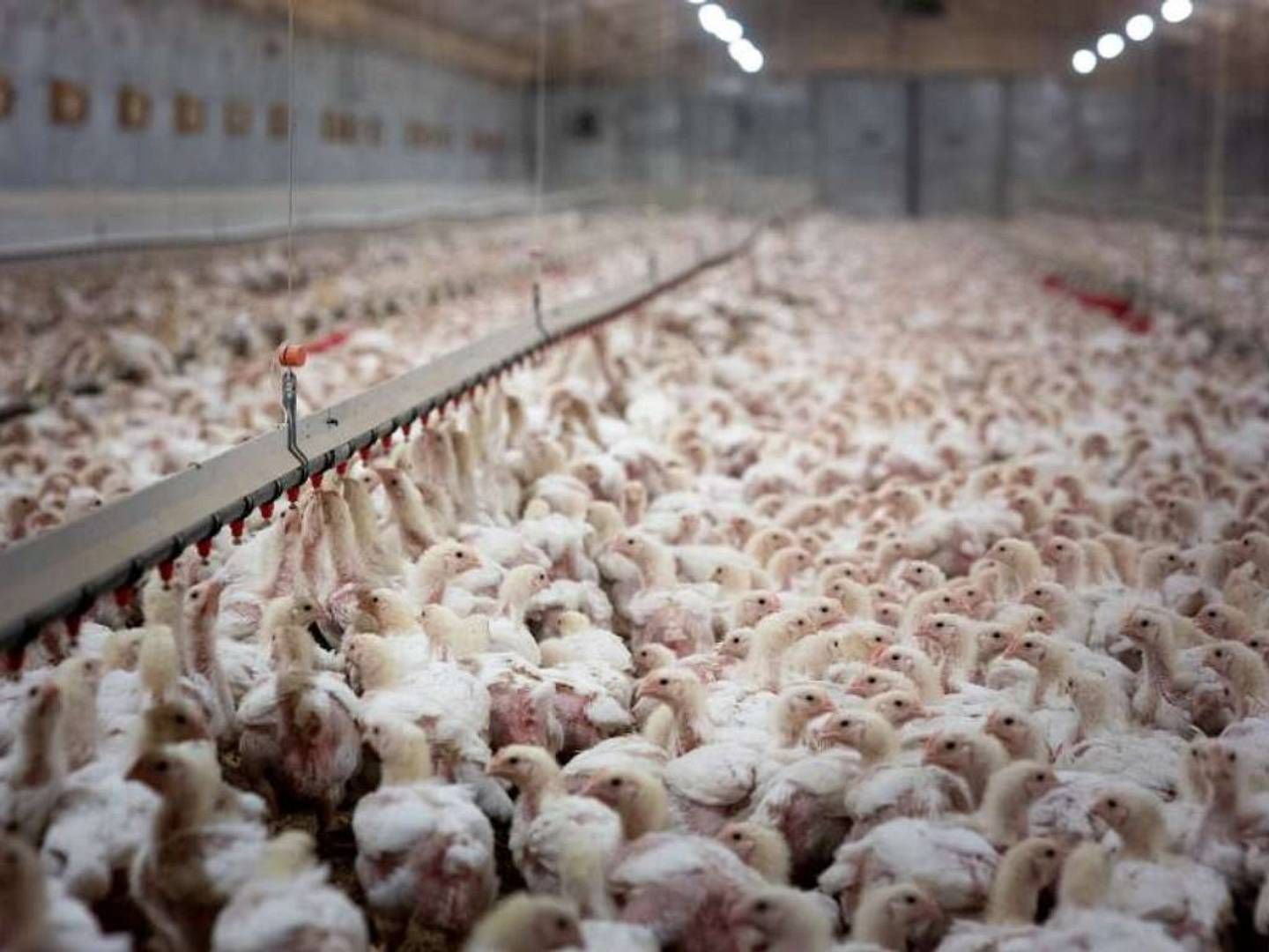 2023-05-15---masthuehner-animal-equality-jpg-imagine-686868_8b817d_1024_768