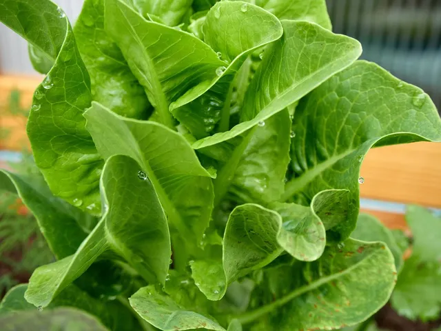 Regelmäßig Gemüse essen ist wie täglich 4.000 Schritte mehr