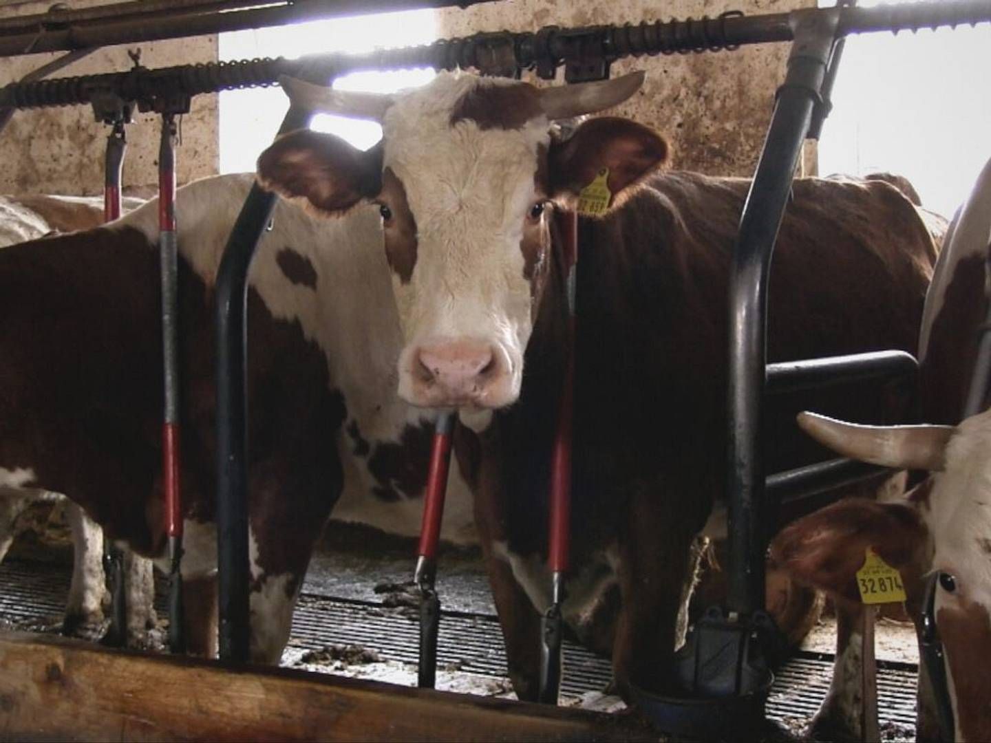 2023-08-21---kuehe-in-anbindehaltung-ariwa-animal-rights-watch-jpg-imagine-181818_534943_1024_768