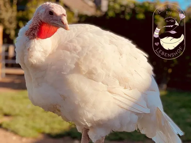 Eine junge Pute steht auf einer Wiese. Ihr Gefieder ist schneeweiß.