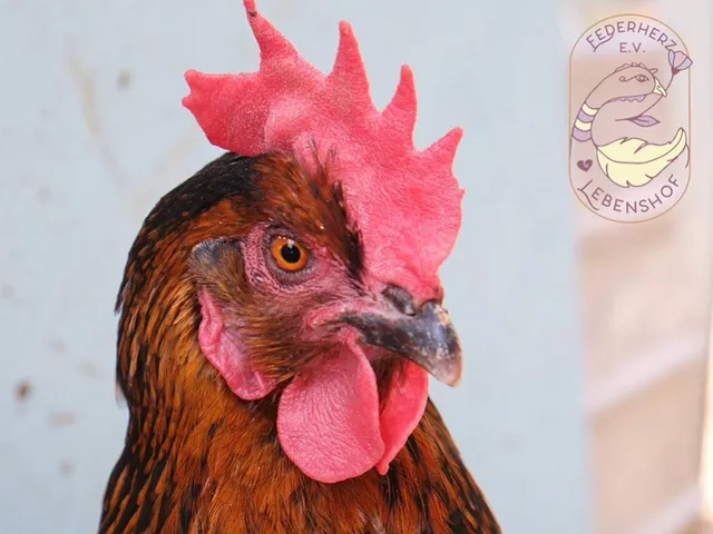 Ein braunes Huhn mit einem roten Kamm.