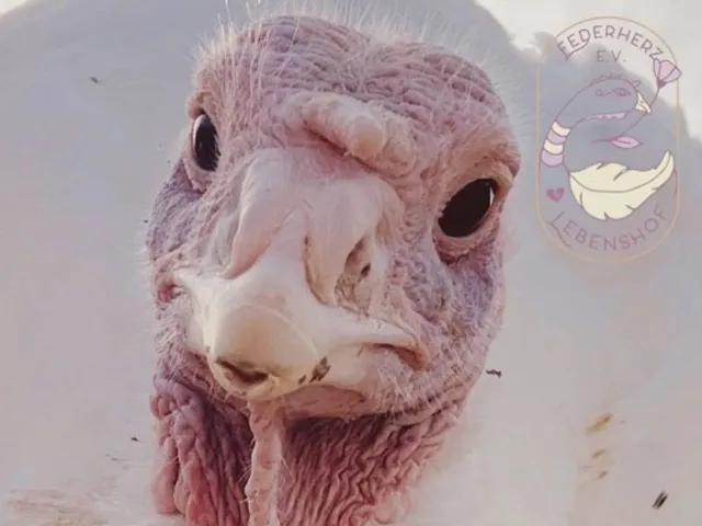 Nahaufnahme: Gesicht eines jungen Truthahns