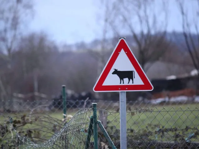 Verzicht auf 30 Prozent Fleisch spart 2,7 Millionen olympische Schwimmbecken Wasser