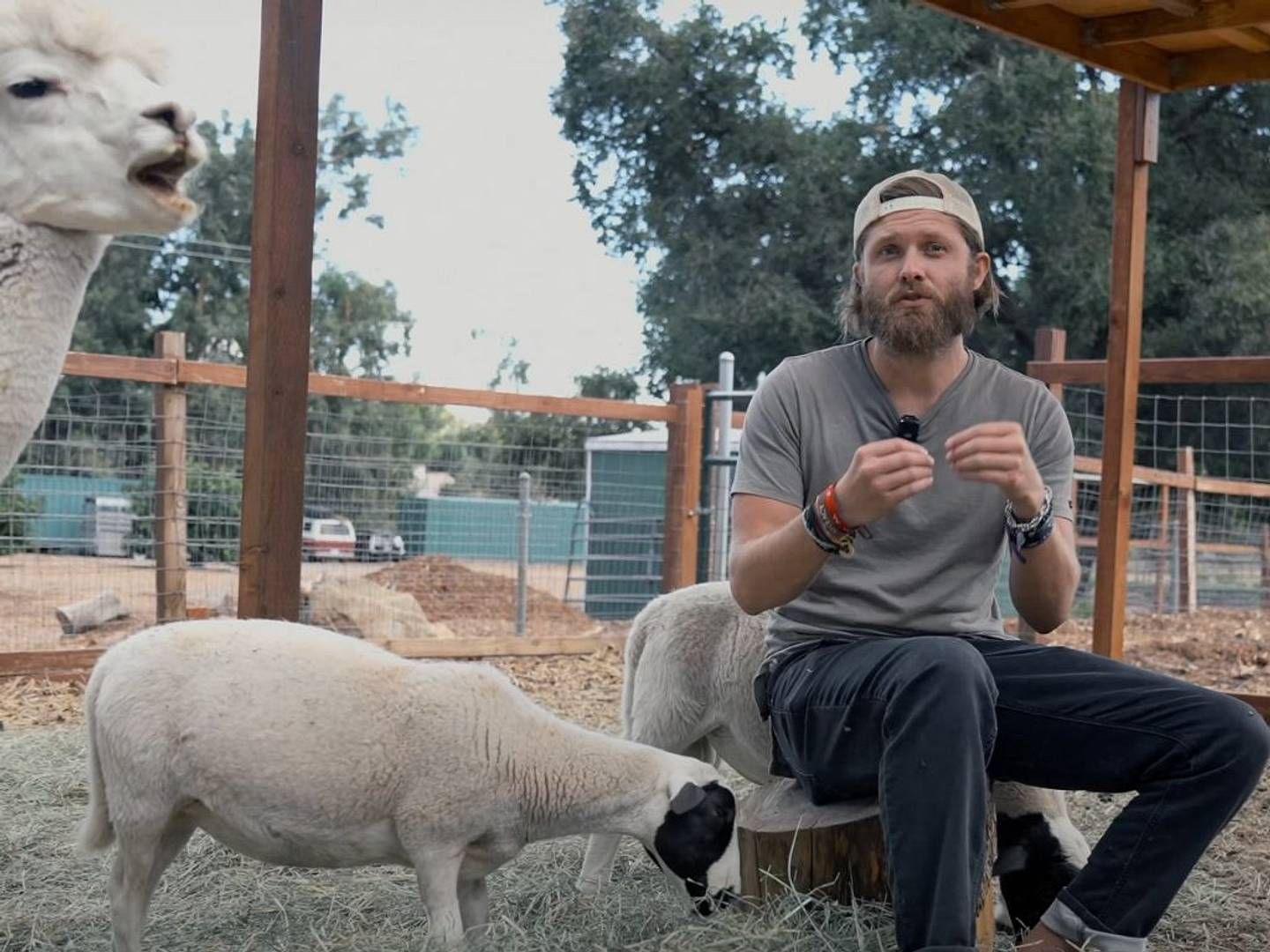 2023-11-28---christspiracy-neue-seaspiracy-doku-soundsvegan-2-jpg-imagine-d8d8d8_73726f_1024_768