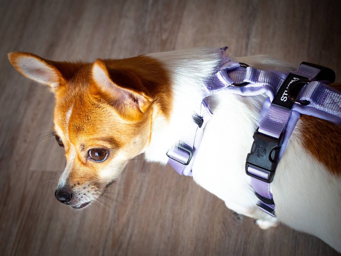 2024-01-31---stuch-hundegeschirr-soundsvegan-com-21-jpg-imagine-f8f8f8_84746c_2048_1536