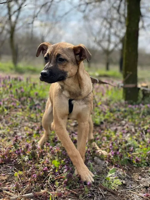 Tierrettung Nyirbator. Bild/Picture: © Lena, Tierrettung Nyirbator