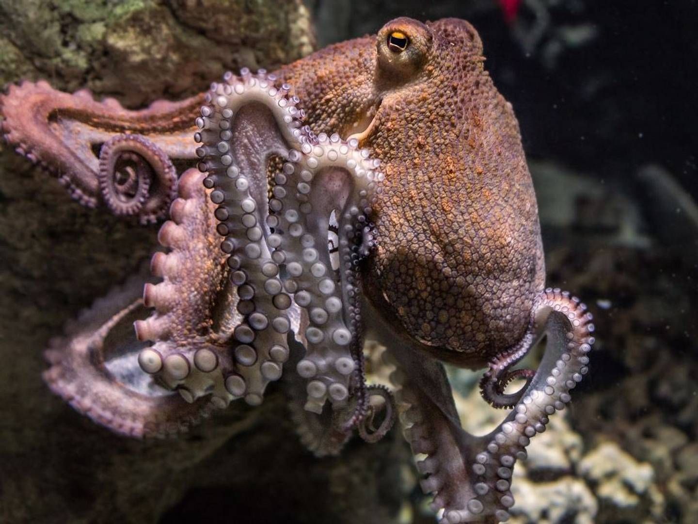 2024-04-04---oktopoden-tintenfische-soundsvegan-com-nature-fauna-animal-tropical-3262715-jpg-imagine-181818_51413e_1024_768