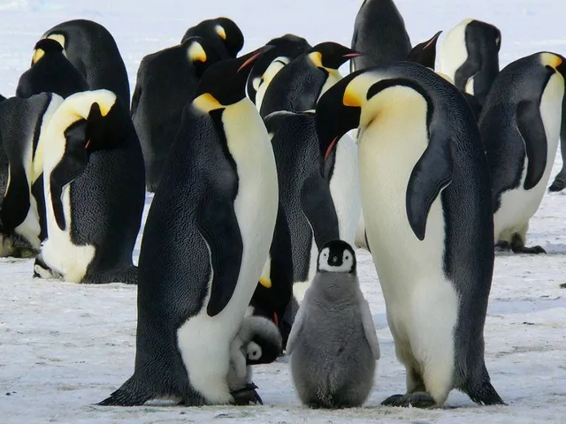 Pinguine schützen das Klima