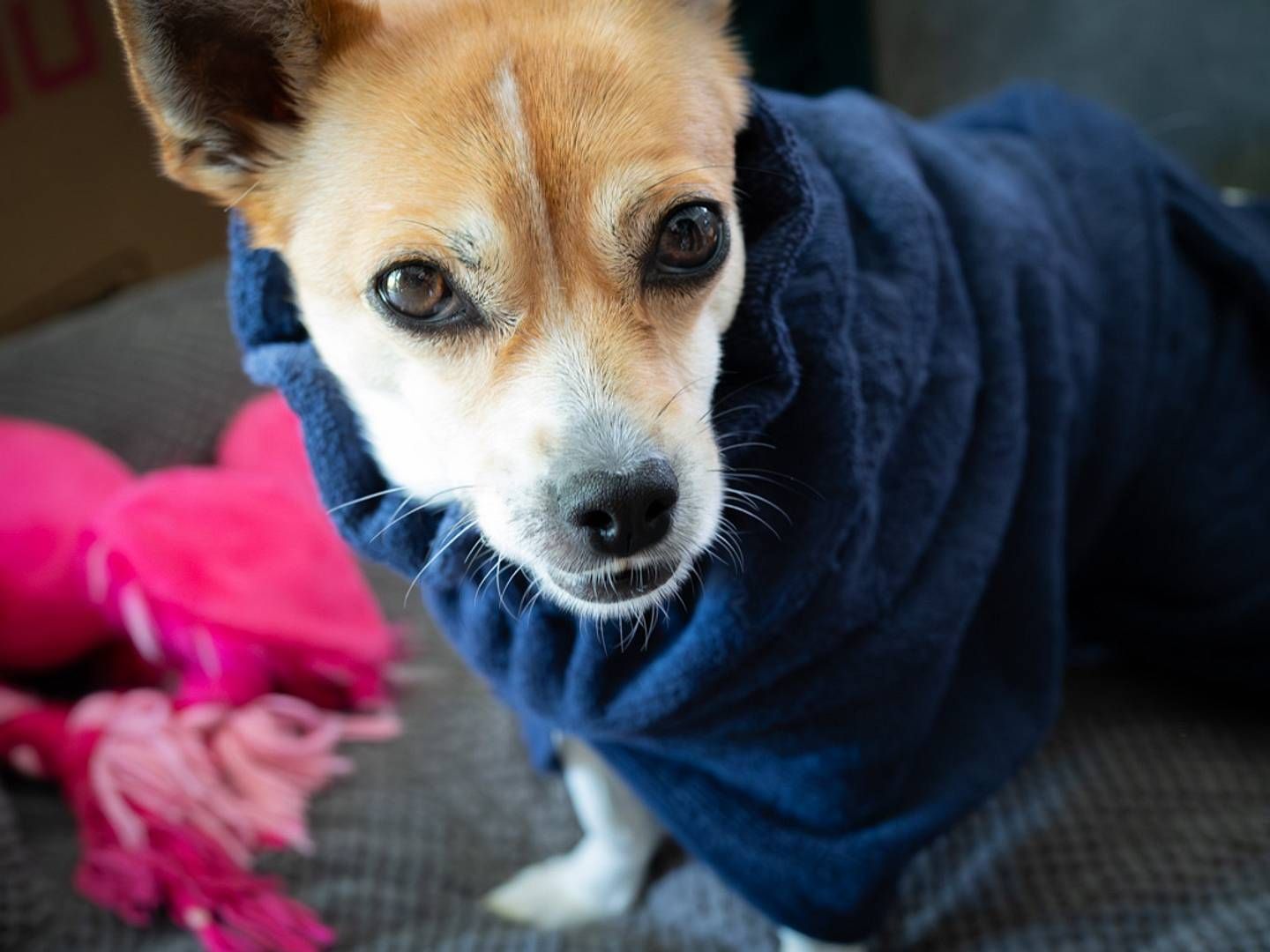 2025-07-09---2025-07-01-smithy-hundebadelmantel-soundsvegan-com-05-jpg-imagine-080808_564853_1024_768