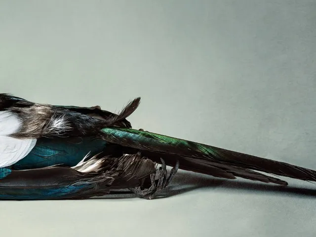 Lucynine – "Melena" artwork