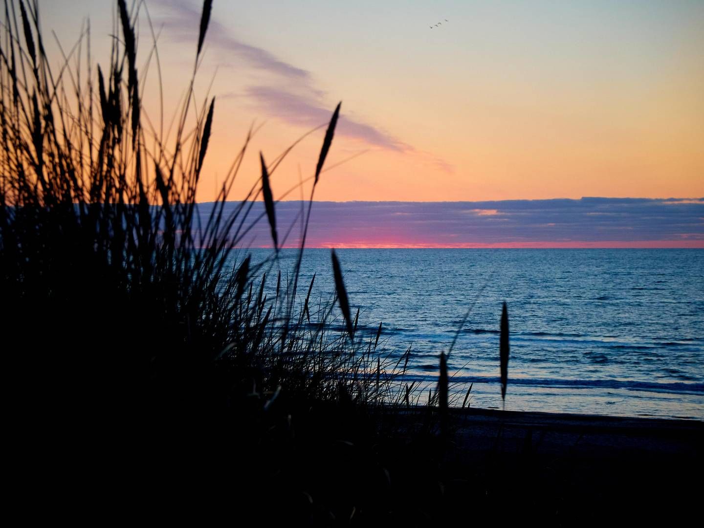 2025-10-07---lancet-studie-2025-soundsvegan-com-2021-08-daenemark-407-jpg-imagine-080808_5e5856_4566_3425